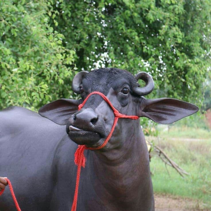 Farm Fresh Buffalo