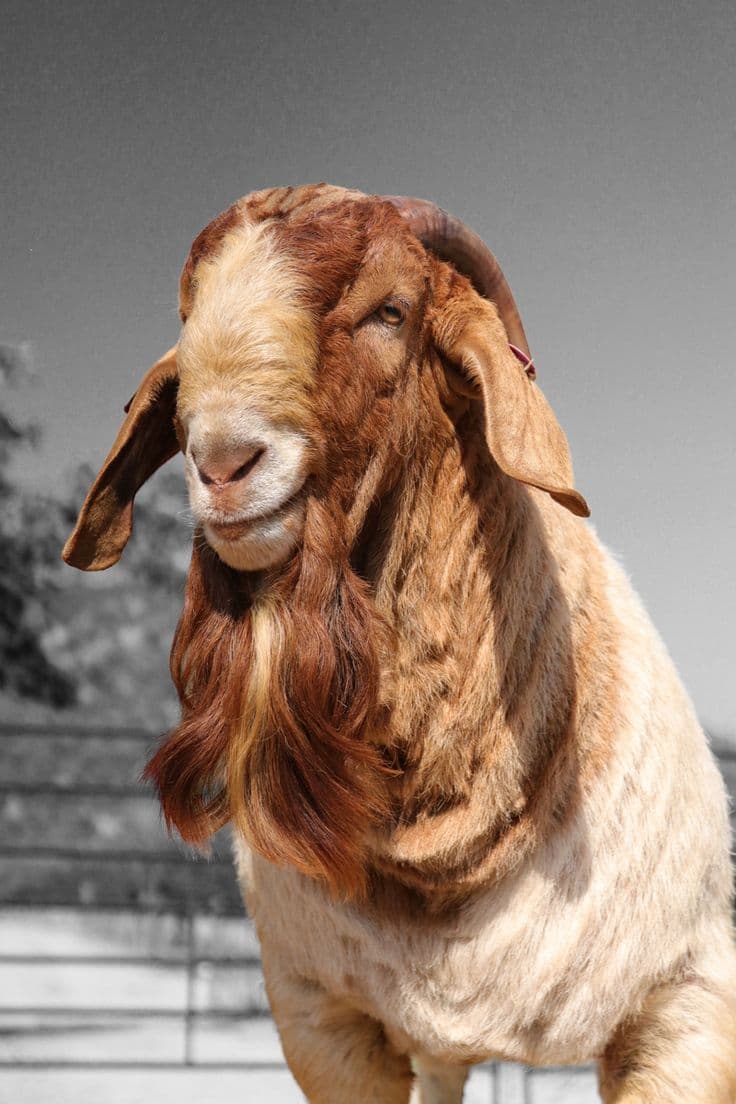 Premium Jamunapari Goat