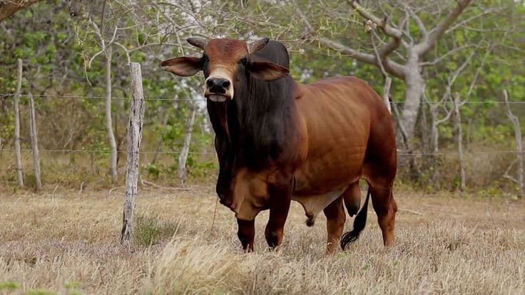 Deshi Shahi Cow