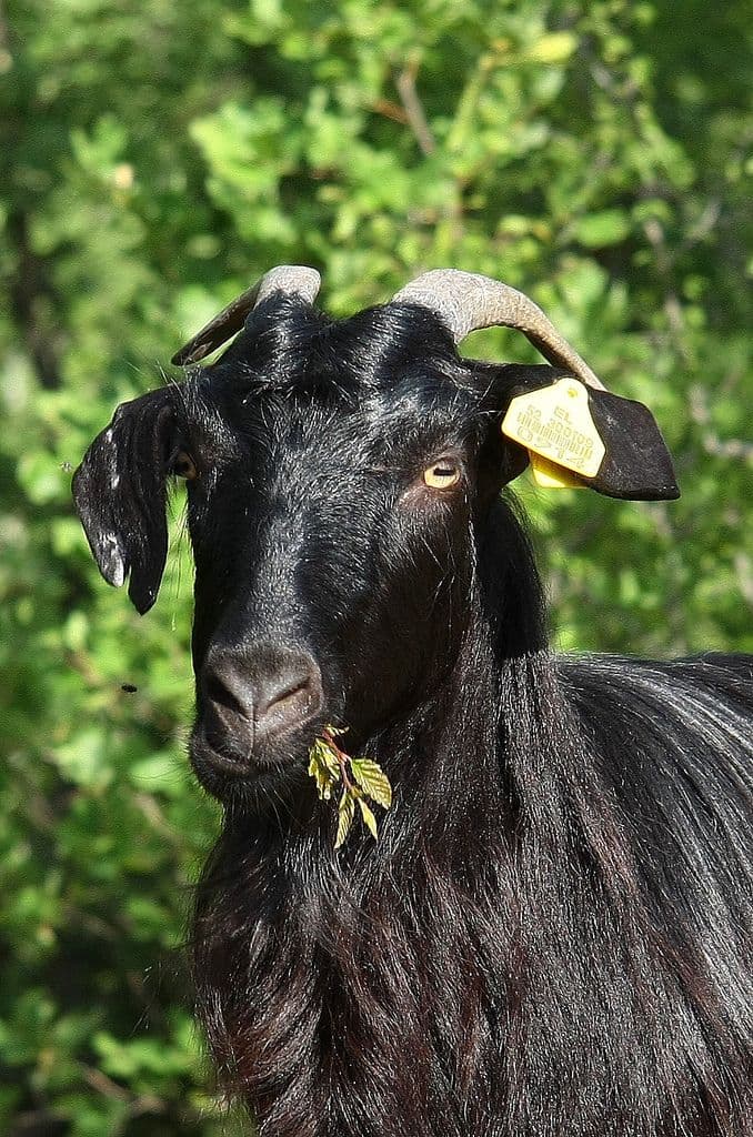 Black Beauty Goat